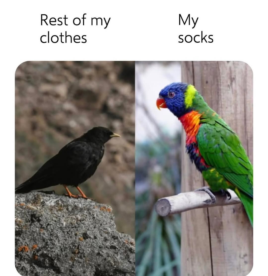 birds talking about socks